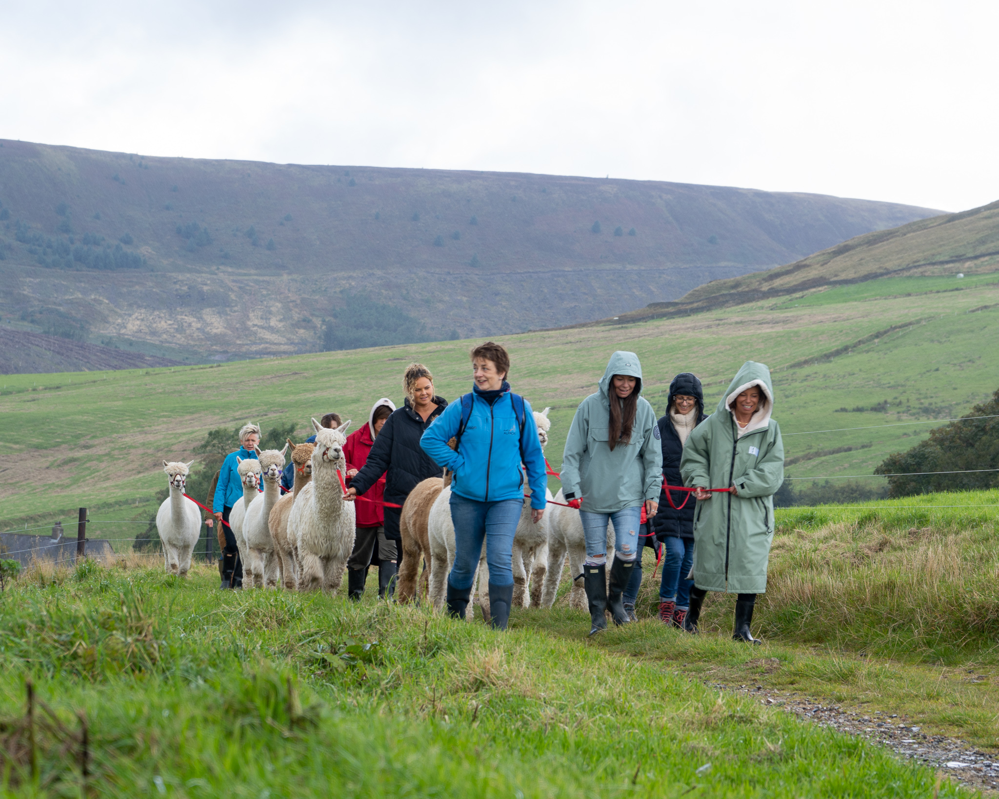 alpaca walking lancashire